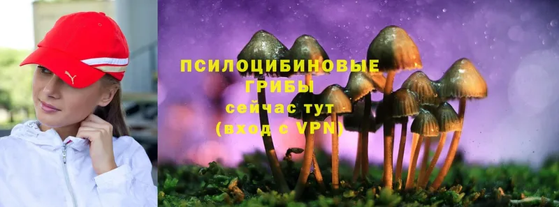 Галлюциногенные грибы Magic Shrooms  Губкинский 